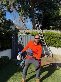 Tree access setup